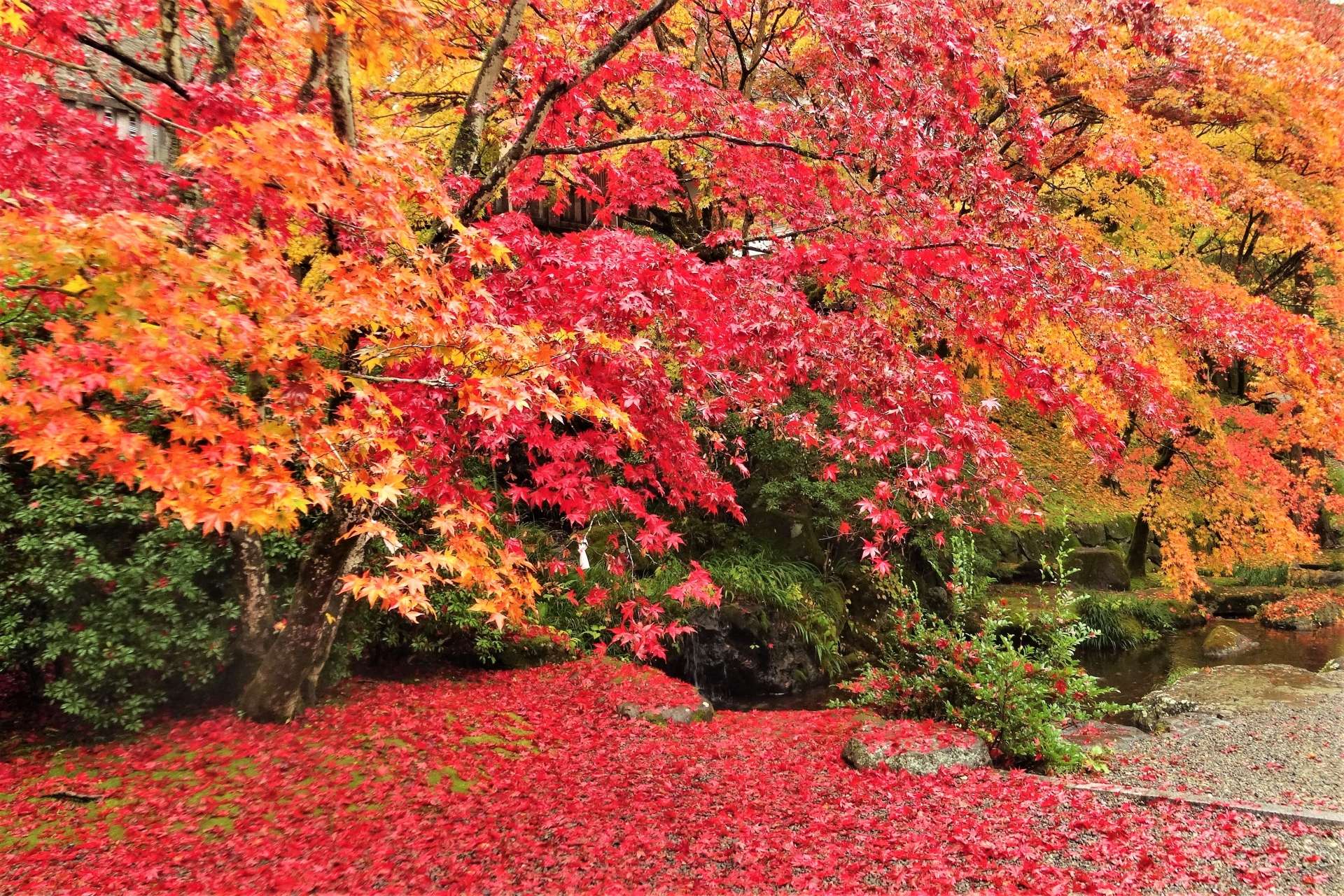【保障できる】 厚木】厚木周辺の紅葉スポット5選！絶対に押さえたい名所をご その他