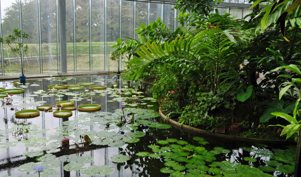 ”温室と植物”