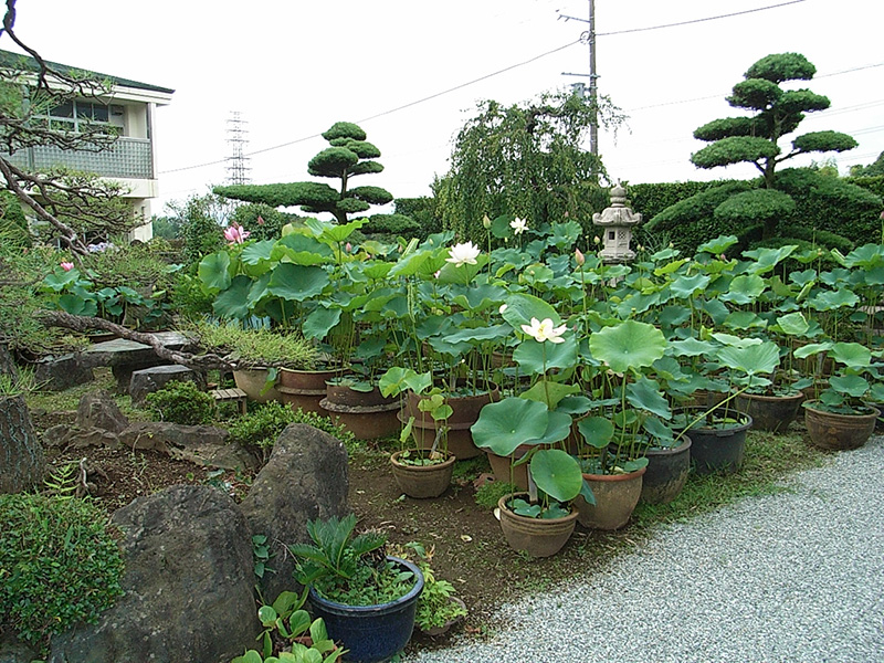 ２００鉢にハスの花咲く