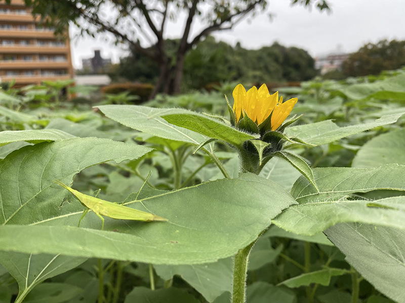 今年はさらに広くなった冬のひまわり