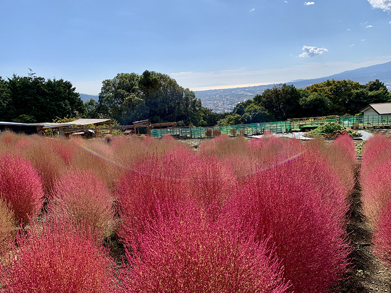 富士山を望む絶景スポット「松田町・コキアの里」