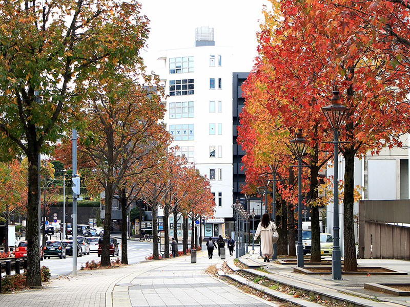 新百合ヶ丘　街路樹見ごろに！
