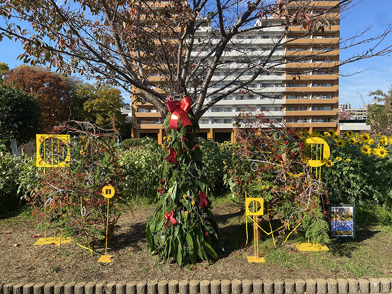 かにが沢公園冬のひまわり見頃迎える