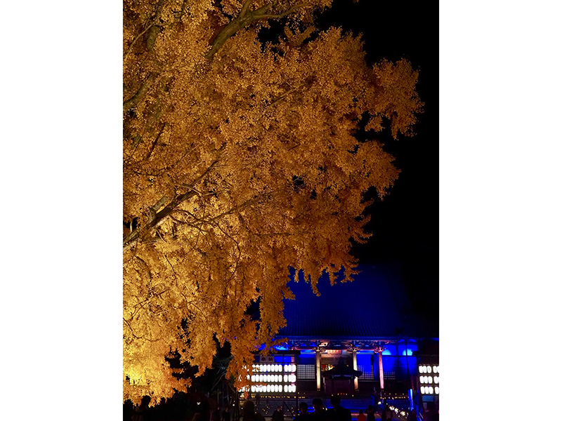 藤沢を照らす荘厳！遊行寺ライトアップ