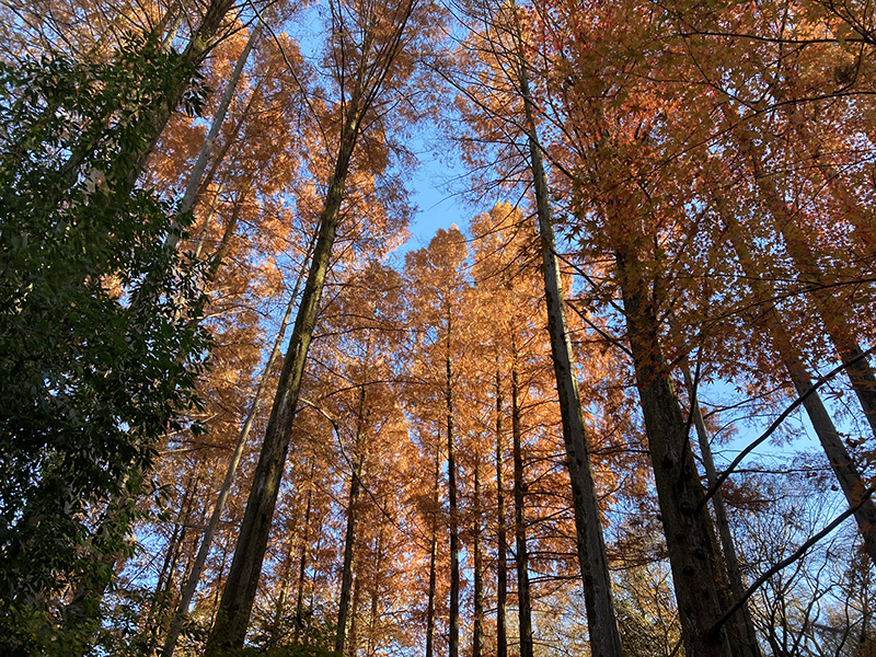 生田緑地で紅葉狩り