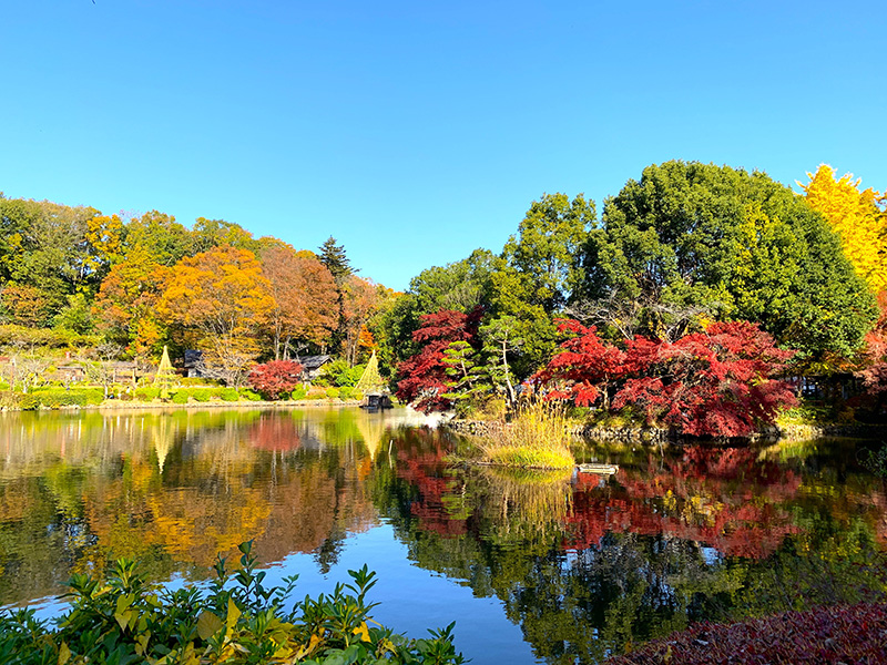 秋色に染まる公園の紅葉を楽しもう！「町田薬師池公園 四季彩の社」