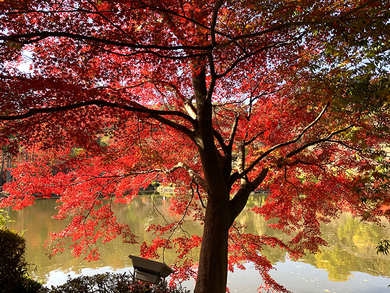 真っ赤に染まるモミジ