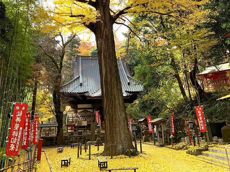 幻想的なイチョウの秋景色