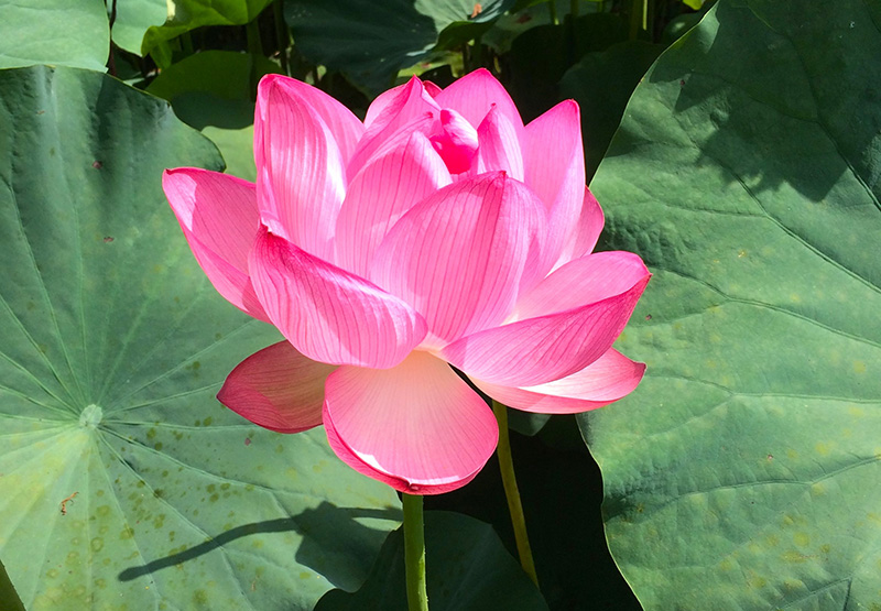 陽光に輝く大賀ハス