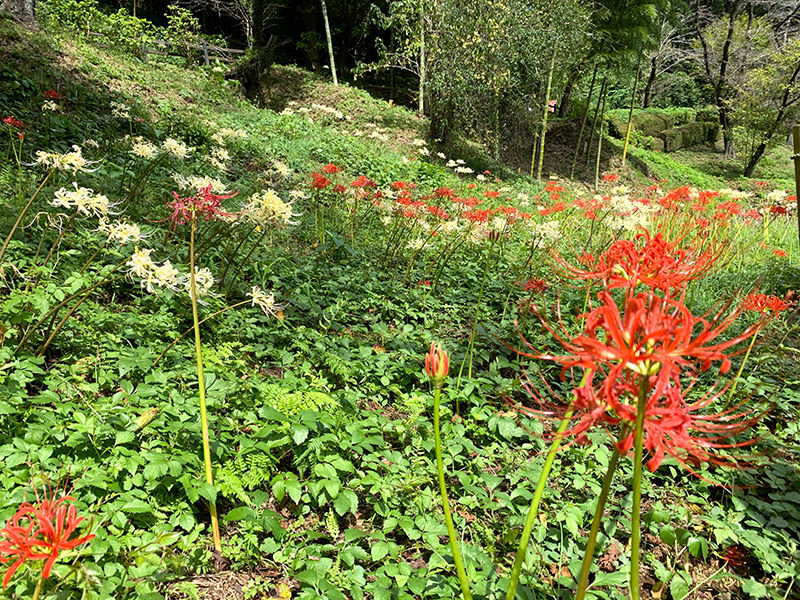 秋の始まりを告げる彼岸花