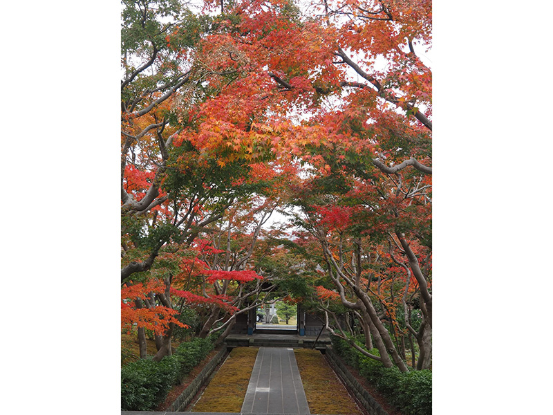 心洗われる天嶽院の参道