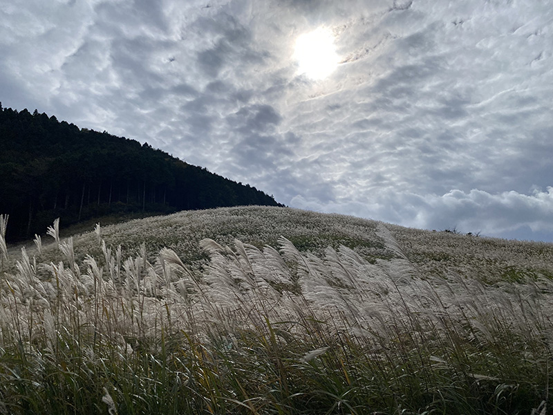 秋を感じる仙石原のすすきハイキング