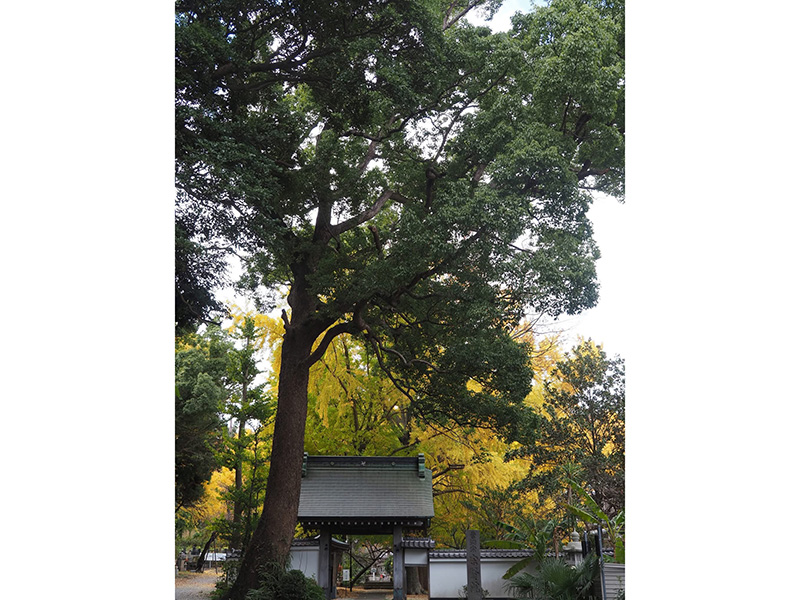 谷戸に輝く宗賢院の銀杏