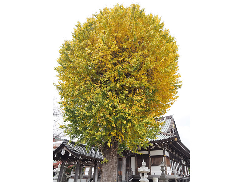 妙善寺の一本銀杏