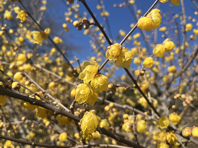 忠生公園の可憐なロウバイ