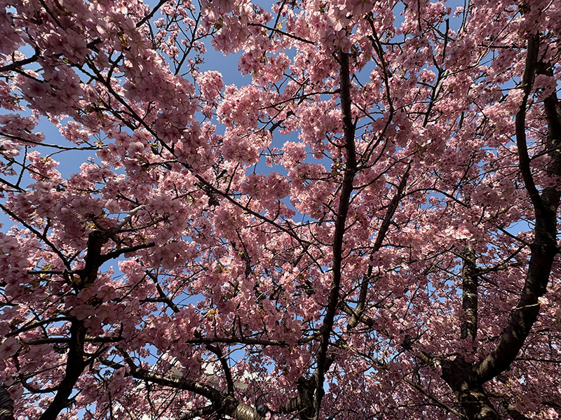 今年の満開はいつかな、生田・五反田川の河津桜並木