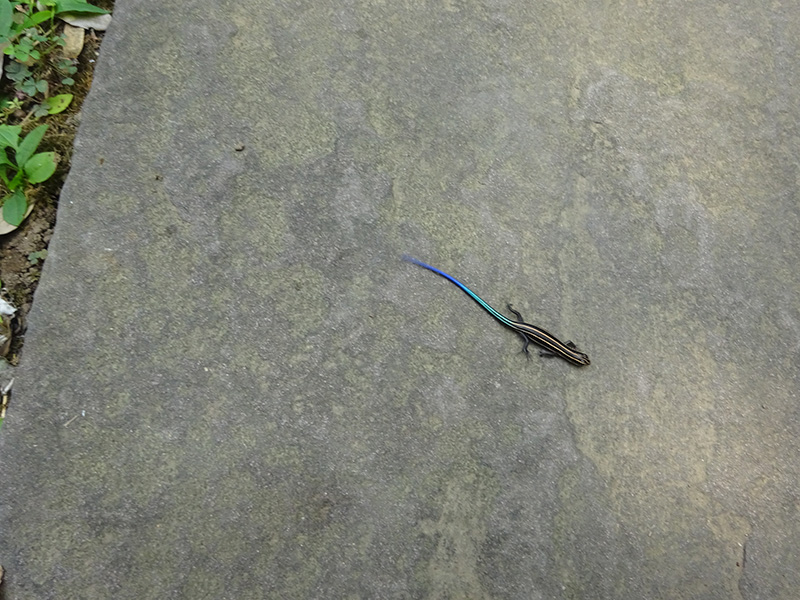 四季折々の姿を楽しむ