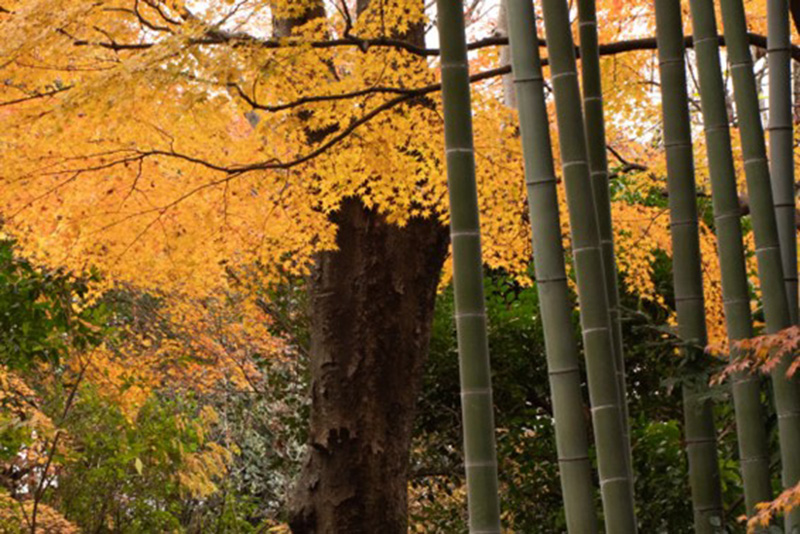 四季折々の姿を楽しむ