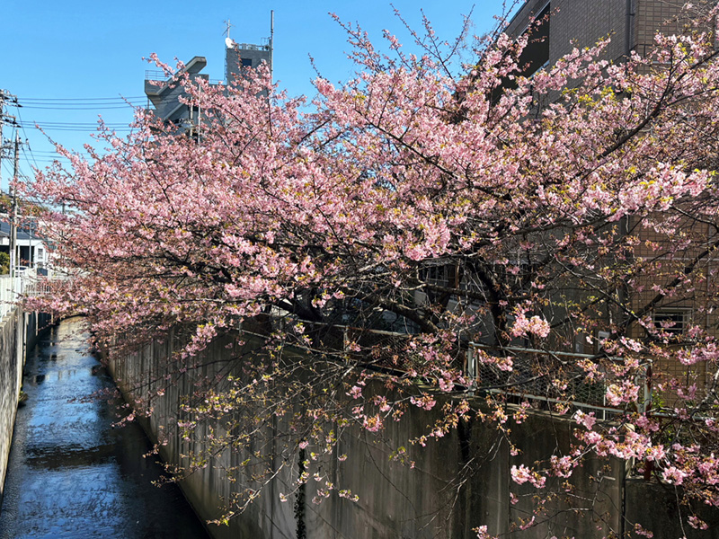 読売ランド前の河津桜