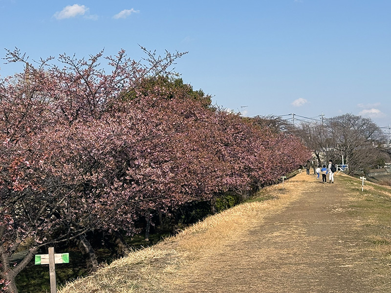 小鮎川添いに並ぶ河津桜