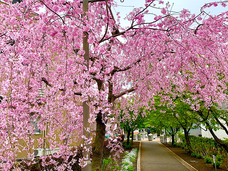 四季を彩る花々のトンネル「さくら百華の道」で楽しむ64種の桜と季節の移ろい