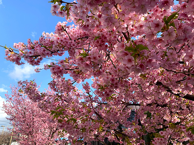 遅咲きの八重桜(3月撮影)