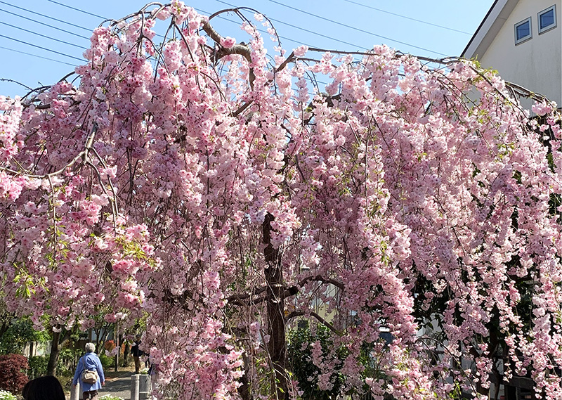 桜の回廊(4月撮影)