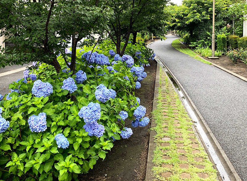 色鮮やかなアジサイ(6月撮影)