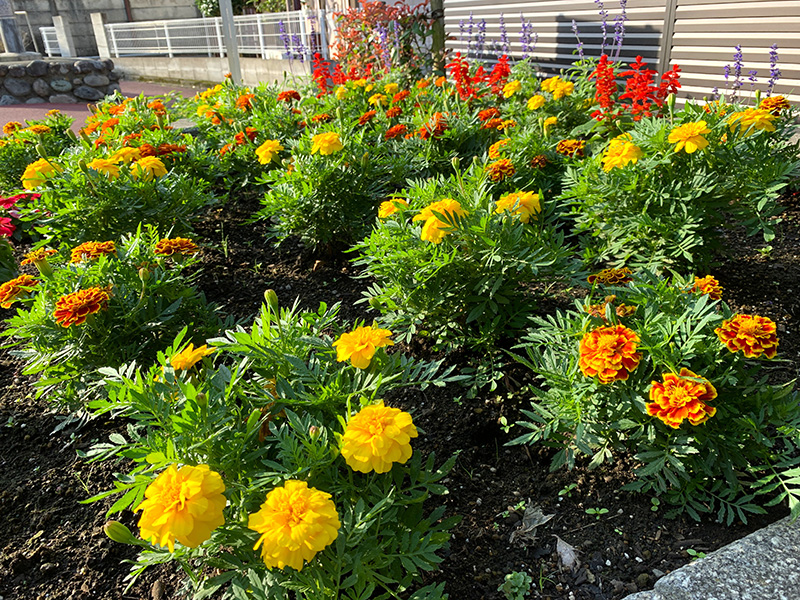 元気に咲き誇るマリーゴールド(8月撮影)