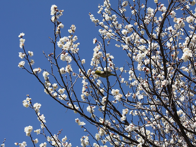 梅が見頃「王禅寺ふるさと公園」からの花だより