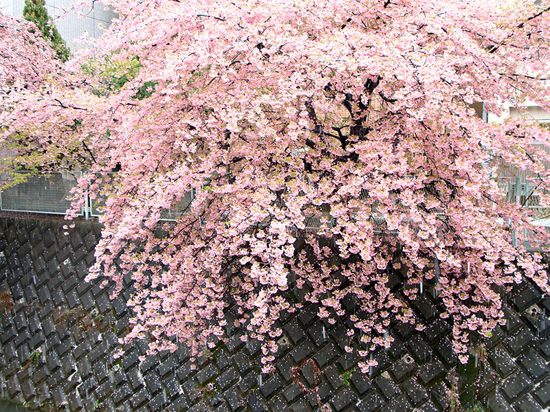 桜と雪のコラボレーション