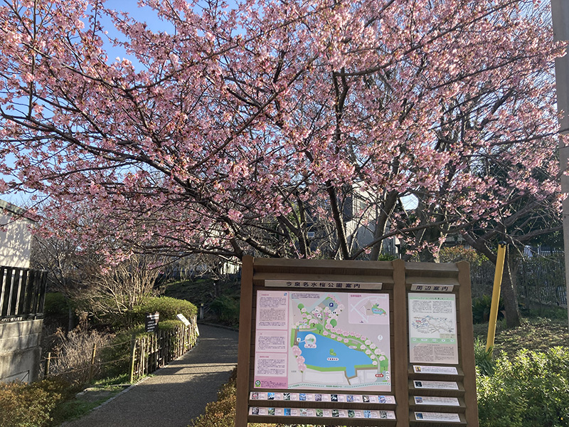 桜公園