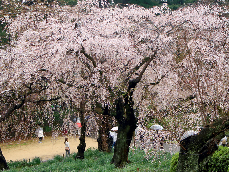 雨の新宿御苑　桜情報