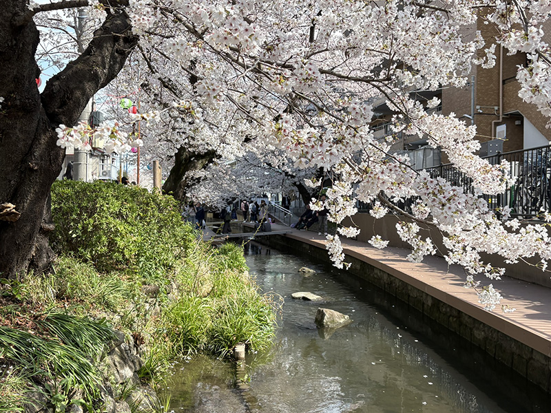水と緑に桜が映える二ヶ領用水・宿河原
