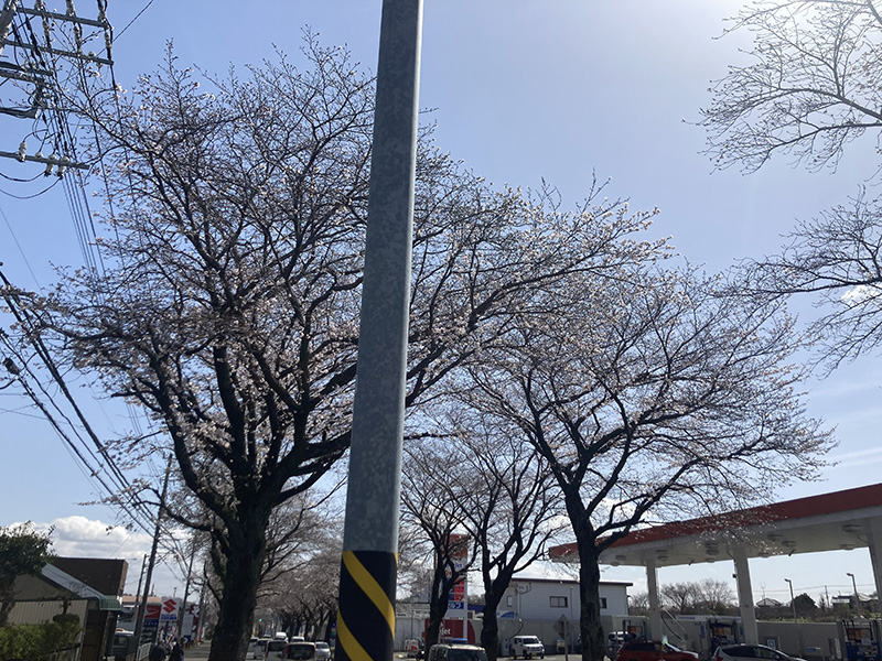 はだのさくらみち