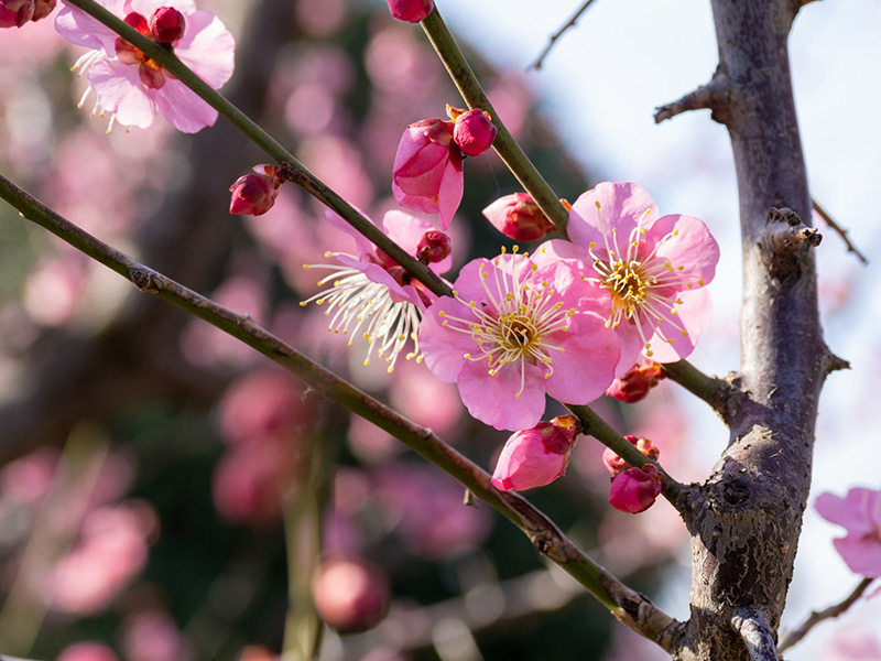 小田急沿線の梅の名所9選！オススメ散策スポットを厳選して紹介！