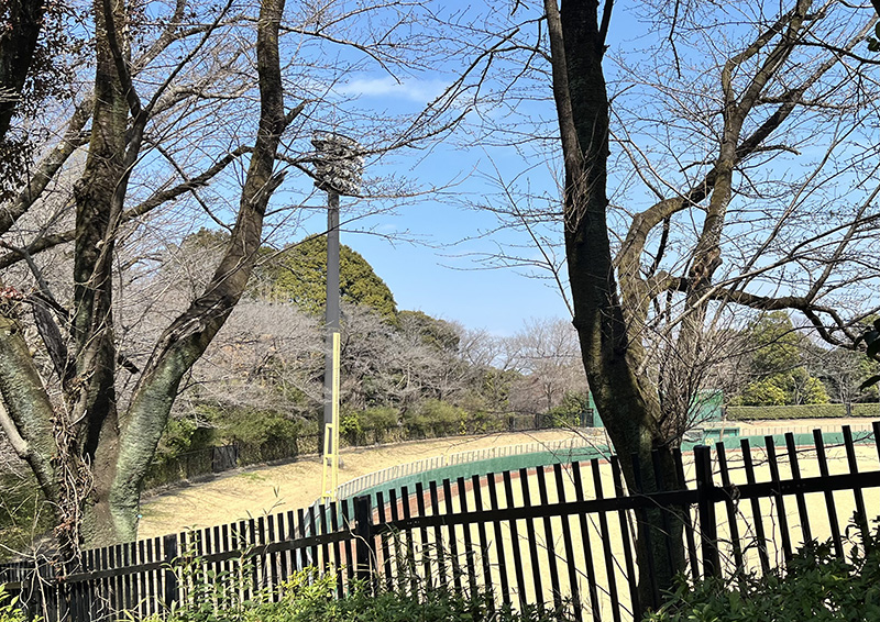 野球場の周りの桜は訪れた3月中頃は開花の準備中といったところ
