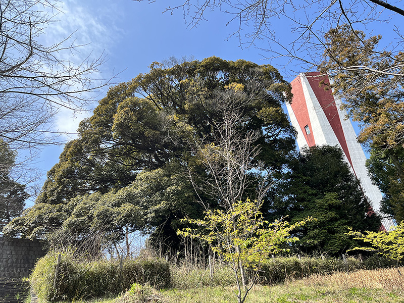 多摩市の天然記念物「スダジイ」