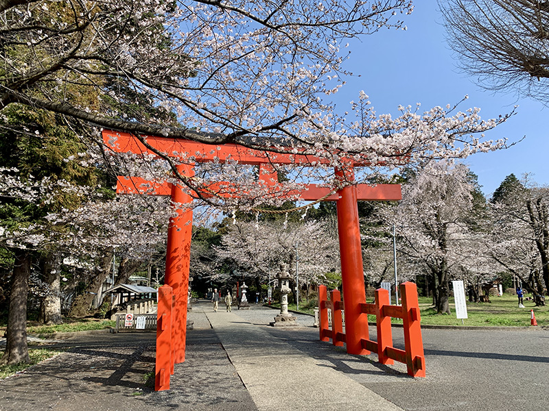 千年の時を刻む鎮守の杜 下鶴間諏訪神社で春の桜と名建築に酔いしれる