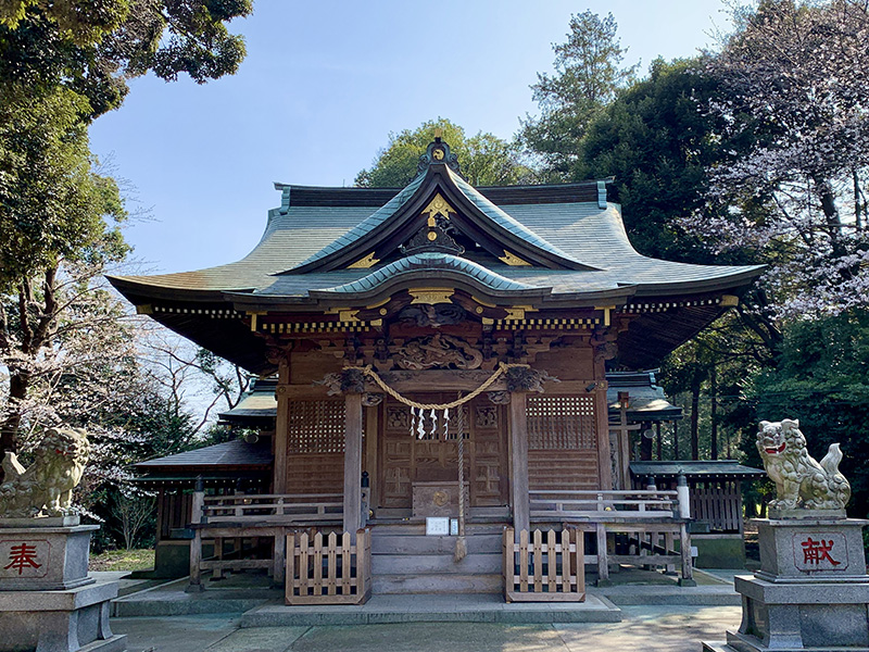 拝殿の屋根に桜の花びらが舞い散る美しい光景