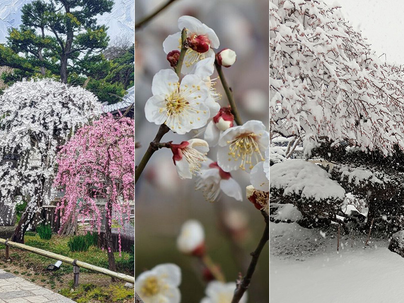 「小田急のくらし」Facebookページのファンがおすすめする小田急沿線の梅スポット