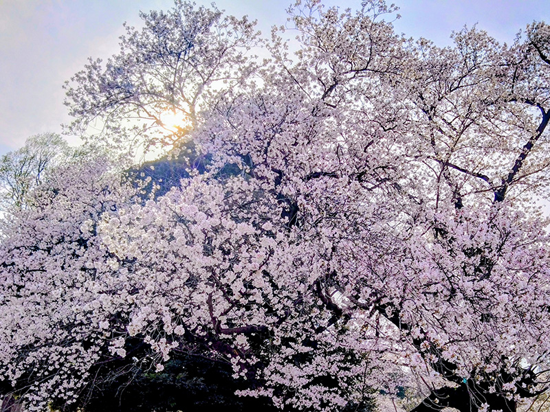 新宿御苑の桜は満開です