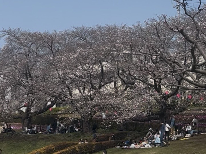 桜より遊び！？4歳児と行くかにが沢桜祭り