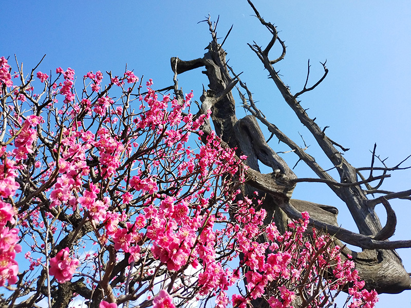 世田谷の悲劇がわかる1本の木　ぽつんと残る風景