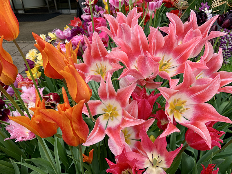 色彩豊かなチューリップを楽しむ春の相模原公園