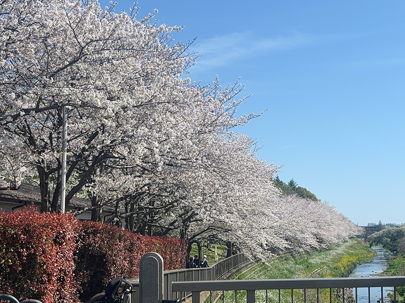 2026春　野川の桜