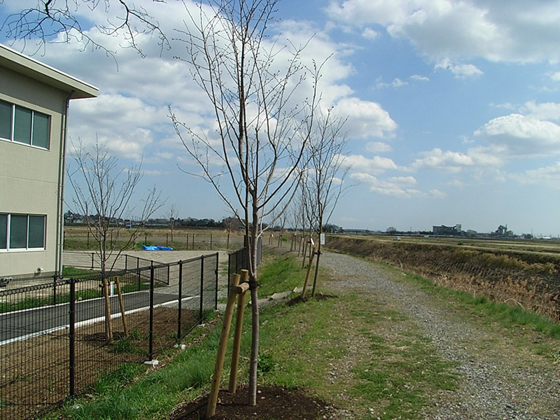排水機場跡地に桜公園