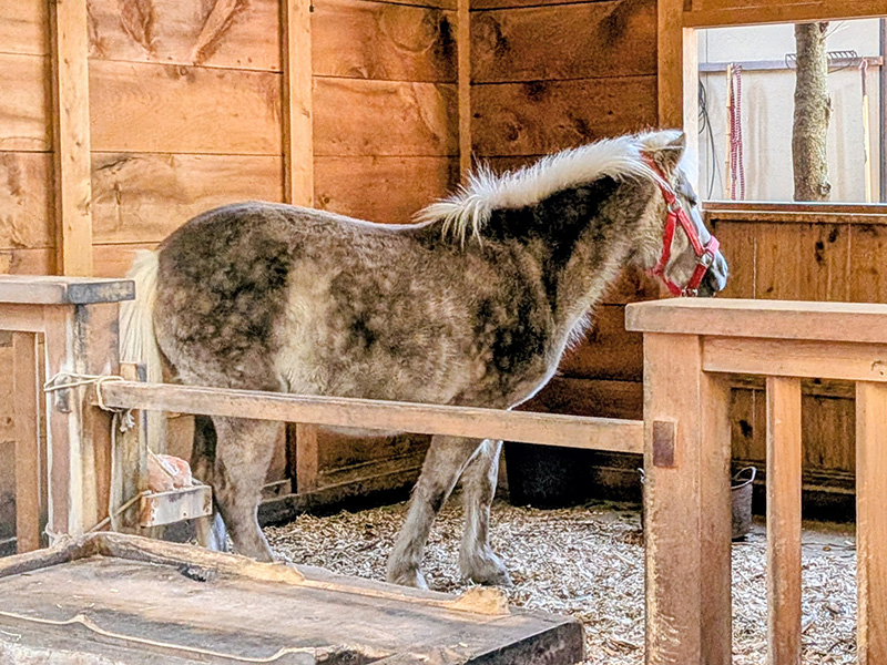 午年は神馬に会える神社に行こう！