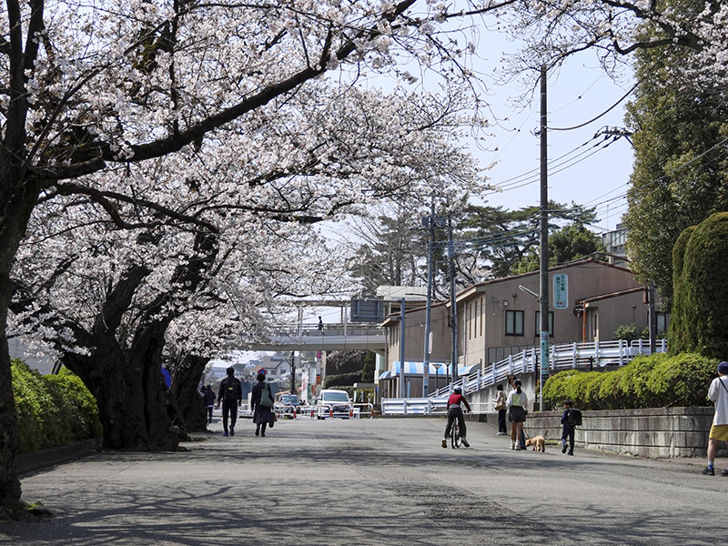 玉川学園の桜