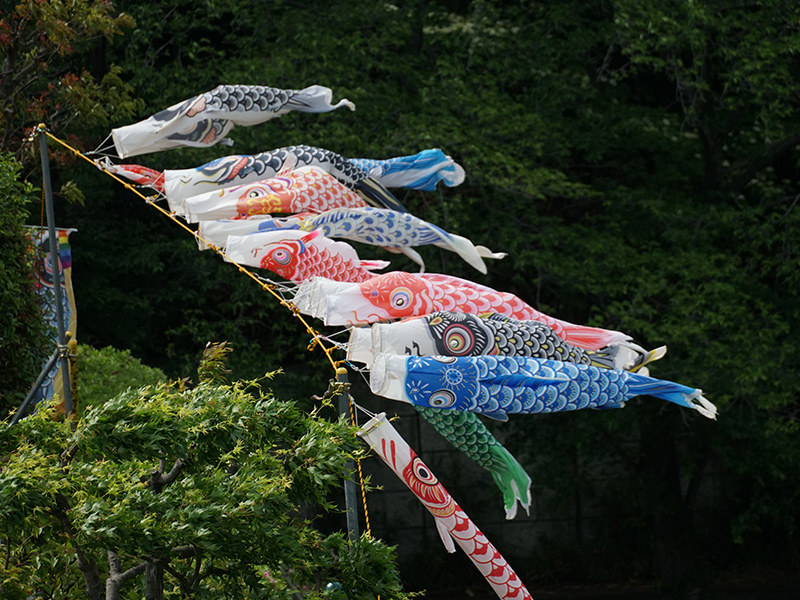 悲しみを乗り越えて大空に泳ぐかにが沢鯉のぼり